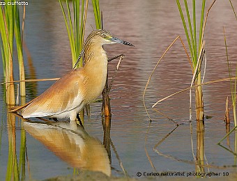 Animali 450